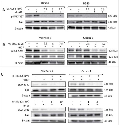 Figure 5. Effect of FAK inhibitors on downstream signaling pathway in MPM and PDAC cells. (A) Immunoblots of MPM and (B) PDAC cells after treatment with indicated concentrations of VS-6063 for 24 h. (C) Immunoblots of PDAC cells treated with indicated concentrations of PF-431396 and PF-573228 for 24h. The cells were stimulated with human recombinant HGF (100 ng/ml) before preparing the cell lysates.