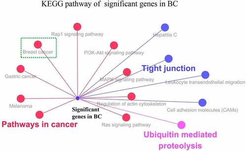 Figure 3 KEGG pathway analysis of significant genes (CLDN7, MLLT10, RBM33, SH3RF1, SSBP4, UBE2Z, BMPER, FGF7, MSRB3 and TNRC6B) in BC