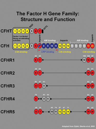 Figure 1 TheCFH gene contains 20 short consensus repeats (SCR), or complement control modules, each of which encodes a functional domain of ∼60 amino acids. In addition to the full‐length transcript, there is an alternatively spliced, truncated gene product of CFH that has sequence identity with SCRs 1–7. An 8th exon spliced to SCR 7 in the truncated variant (black rectangle) encodes a stop codon, a unique untranslated region, and four C‐terminal amino acids (SFTL). The full length and truncated forms of CFH transcripts are referred to as variants 1 and 2, and the respective encoded proteins are designated as isoforms a and b. The 20 SCRs of CFH encode a number of functional domains. The complement factor I cofactor and decay‐accelerating activities reside within SCRs 1–4 (boxed). Three C3b binding sites are associated with SCRs 1–4, 12–14, and 19–20 (shown in yellow). A RGD sequence in SCR 4 mediates cell adhesion through binding to complement receptor 3 (CR3), an αM integrin. A binding site for C‐reactive protein (CRP), has been localized to the region spanning SCRs 7–11 (blue; in brackets), and a binding site for the Streptococcus pneumoniae surface protein β lies within a domain encompassing SCRs 8–11 (not indicated). Low‐ and high‐affinity adrenomedullin (AM) binding sites have been mapped to SCRs 8–11 and SCRs 15–20 respectively. Three heparin binding sites have been localized to SCRs 7, 12–14, and 20. Also located within SCR 20 is a sialic acid binding site (not indicated). The five related members of the CFH gene family are represented by five separate genes (gene symbols CFHR1–5) all of which reside within the regulators of complement activation (RCA) gene cluster on chromosome 1q32. Each of the 5 CFH‐related genes contains a subset of the 20 CFH SCR domains (see Zipfel, et al., 2002 Citation33 for review). The amino acid sequence homologies of CFHR1–5 SCRs to their CFH counterparts are shown as a percentage in white numerals above each SCR. With the exception of CFHR4 where SCR 7 is absent, all members of the CFH family contain two conserved regions corresponding to SCRs 6–7 and 19–20 of CFH (highlighted in red), and no members contain domains corresponding to SCRs 1–4 of CFH. Based upon their close structural relationships, it may be predicted that the five CFH‐related family members also share functional similarities with CFH.