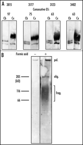 Figure 2 State of expanded huntingtin in Huntington disease. (A) Crude extracts of cortex (Cx) and cerebellum (Cb) were pre-incubated in formic acid for 1 h at 37°C. Western blots prepared after electrophoresis on a 4% polyacrylamide gel were stained consecutively with the anti-N-terminal and the 1C2 antibody. All samples of cortex produced a broad oligomeric band of expanded huntingtin. No such band was found in the cerebellum. In contrast, all of the cerebellar samples, but none of the cortical ones, yielded a clear band of monomeric expanded huntingtin. (B) Iodixanol-purified nuclei, either treated or not with formic acid, were analyzed by electrophoresis through an 8% polyacrylamide gel. After transfer to nitrocellulose, proteins were stained with the 1C2 antibody. In the absence of formic acid pre-treatment, no resolved band is present. The only detectable signal consist of a weakly stained band at the top of the 4% stacking gel. After treatment with formic acid, electrophoresis reveals a strongly stained polymer (pol.) at the well, a compressed oligomer (olig.) band whose mean mobility corresponds to that of the free cytosolic oligomer in A, and a broad band of fragments (frag.) with molecular masses ranging from ∼50 to 150 kDa. We may conclude that the nuclei contain insoluble polymer, oligomer, and fragments, all of which possess expanded polyQ. Reproduced from Iuchi et al.Citation30