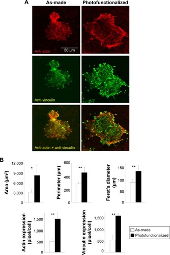 Figure 6 Osteoblast spreading and adhesion behavior on biomimetic apatite-deposited titanium disks.Notes: (A) Confocal microscopic images of osteoblasts 24 hours after seeding, with immunochemical stain for cytoskeletal actin and adhesion protein, vinculin. (B) Quantified cytomorphometric parameters and expression levels of actin and vinculin. *P<0.05, **P<0.001, significant difference between as-made and photofunctionalized titanium.