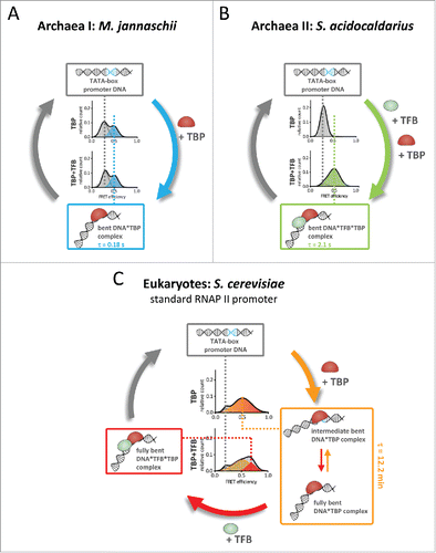 Figure 2. Molecular mechanism of promoter DNA bending by transcription initiation factors TBP and TFB. (A) Bending of the promoter DNA in the euryarchaeal transcription system (M. jannaschii) only requires TBP. The TBP–DNA interaction is highly dynamic with short complex life times (0.18 seconds). (B) In contrast, the crenarchaeal transcription system of S. acidocaldarius relies on the co-action of TBP and TFB to yield a bent TBP–TFB–DNA complex with increased stability (lifetime of 2.1 seconds) as compared with M. jannaschii. (C) While the archaeal systems show a one-step bending mechanism, eukaryotic TBP induces two interconverting states of DNA bending. Eukaryotic TBP–DNA complexes are highly stable for minutes. TFIIB binding stabilizes the fully bent state thereby converting the TBP–DNA complex into the transcriptional active TBP–TFIIB–DNA complex.