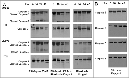 Figure 5 Western blot analysis of caspase activation in B cells expressing different levels of CD20. B cells with different levels of resistance to rituximab were treated for the indicated times with plitidepsin, plitidepsin plus rituximab and rituximab. Expression of caspase-7 (A) and caspase-3 (B) was analyzed by western blotting.