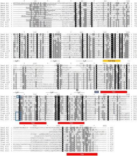Figure 3. Deduced protein sequences of P. japonica α10–12 and nAChR subunits from insect species. Conserved amino acids are indicated (black columns). Signal peptide sequences (underlined) and transmembrane domains (TM boxes) were predicted by CBS Prediction server analysis. The positions of the loops (LpA–F), the two cysteines forming a Cys-loop, and an RRR motif are indicated. A GEK motif is boxed, and the Cys-pair, characteristic of α subunits, is marked by an arrow. GenBank accession numbers: T. castaneum Tcasα9 (ABS86913), Tcasα10 (ABS86914); D. melanogaster Dmelβ3 (AAF89090); A. gambiae Agamα9 (AAU12513); A. mellifera Amelα9 (AAY87896), Amelβ2 (NP_001091699); B. mori Bmorα9 (ABV72691), Bmorβ2 (ABV72693), Bmorβ3 (ABV72694); P. japonica Pajα10 (KC153235), Pajα11 (KC153236), Pajα12 (KC153237).