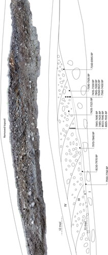 Figure 8. Stratigraphy from section I with the different units (I–III) and the position from where the 14 radiocarbon samples were collected.