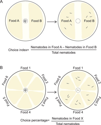 Figure 2. Experimental design for food choice assay in Caenorhabditis elegans. (A) Binary choice assay. Food selectivity can be assessed by measuring the olfactory preference of C. elegans. The test plate is divided into two different food zones, e.g. a zone seeded with E. coli OP50 as control food and a zone of E. coli OP50 with supplements as test food. Approximately 100–200 animals are placed at the center of the plate, allowed to move freely for a period of time (e.g. 10 h at 20 °C), and scored in each zone. A choice index for a food is calculated according to the equation shown, where an index of 1.0, -1.0 and 0 indicates complete preference, complete avoidance and no preference of the food, respectively. (B) Multiple choice assay. In multiple choice experiments, the test plate is divided into several zones for different foods. The animals are placed at the center of the plate, roughly equidistant from each zone, allowed to move, and scored in each zone as in (A). Food preference is expressed as a percentage of animals in the food zone relative to total animals.