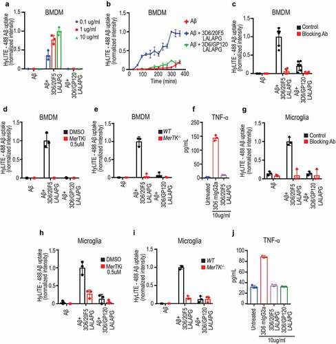 Figure 2. Anti-Aβ/MerTK bispecific antibody induces uptake of aggregated Aβ by BMDMs or microglia (a) Antibody dose-dependent uptake of aggregated Aβ by mouse BMDMs (Mean ± S.D of 3 technical replicates). (b) Time course of aggregated Aβ uptake by mouse BMDMs (Mean ± S.D of 3 technical replicates). Aggregated Aβ at 1 μM with antibodies at 10 ug/ml concentration. (c-e) BMDM uptake of aggregated Aβ induced by anti-Aβ/MerTK bispecific antibody is MerTK-dependent, as demonstrated by competition with the parental anti-MerTK antibody (20F5 Rabbit IgG) (c), inhibition by a MerTK SMI (d), or loss of activity in MerTK −/- BMDMs (e) (Mean ± S.D of 3 technical replicates). Aggregated Aβ at 1 μM, and antibodies at 10 ug/ml concentration. (f) TNF production by BMDMs stimulated with 3D6 mIgG2a (FcγR agonist) or 3D6/20F5 mIgG2a-LALAPG (MerTK agonist) (Mean ± S.D of 3 technical replicates). (g-i) Microglial cell uptake of aggregated Aβ induced by anti-Aβ/MerTK bispecific antibody is MerTK-dependent, as demonstrated by competition with the parental anti-MerTK antibody (20F5 Rabbit IgG) (g), inhibition by a MerTK SMI (h), or loss of activity in MerTK −/- microglia (i) (Mean ± S.D of 3 technical replicates). (j) TNF production by microglia stimulated with 3D6 mIgG2a (FcγR agonist) and 3D6/20F5 mIgG2a-LALAPG (MerTK agonist) and 3D6/GP120 mIgG2a-LALAPG (control) (Mean ± S.D of 3 technical replicates)