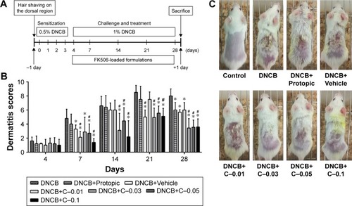 Figure 4 Schematic diagram of the experimental protocol in a mouse model (A). Dermatitis scores of AD-model mice treated with different formulations (B) and representative clinical features of AD-like skin lesions at the end of the experiment (C).Notes: Each bar represented the mean ± SD of six determinations. Significant differences were calculated using ANOVA test. *P<0.05 in comparison with the DNCB group; #P<0.05 in comparison with the DNCB+Protopic group.Abbreviations: AD, atopic dermatitis; C–0.01, FK506–NIC-CS-NPs containing 20% (w/v) NIC and 0.01% (w/v) FK506; C–0.03, FK506–NIC-CS-NPs containing 20% (w/v) NIC and 0.03% (w/v) FK506; C–0.05, FK506–NIC-CS-NPs containing 20% (w/v) NIC and 0.05% (w/v) FK506; C–0.1, FK506–NIC-CS-NPs containing 20% (w/v) NIC and 0.1% (w/v) FK506; DNCB, 1-chloro-2,4-dinitrobenzene; FK506, tacrolimus; FK506–NIC-CS-NPs, tacrolimus-loaded chitosan nanoparticles containing nicotinamide; NIC, nicotinamide.