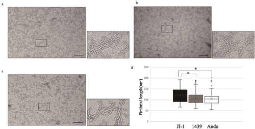 Figure 3. Morphology of the purified Mfa1 fimbriae from three prototype strains. (a) JI-1; (b) 1439; (c) Ando. Mfa1 fimbriae were negatively stained with 2% uranyl acetate. Scale bars = 200 nm. The dashed boxes indicate the magnified regions shown in the lower panels. (d) Comparison of fimbrial length in box-and-whisker plots. One hundred fimbriae were randomly selected, and the fimbrial length was measured using electron microphotographs. * denotes statistically significant differences at P < 0.05.