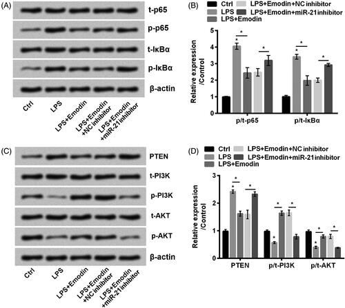 Figure 6. miR-21 downregulation promoted NF-κB while inactivated PTEN/PI3K/AKT pathways in HaCaT cells. (A–D) The phosphorylation of NF-κB and PTEN/PI3K/AKT pathways related factors were detected by western blot. Results were shown as mean ± SD and *p< .05 indicated significant difference.