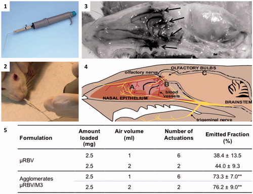 Figure 3. The panels are showing: (1) dry powder insufflator device; (2) tip insertion in the nose of an animal; (3) distribution in the nasal cavity of agglomerates containing a blue marker, arrows indicate regions where the staining is more evident; (4) sketch showing the relative positioning of the trigeminal nerve (A), olfactory nerves (B) and brain (C) in the animal head (reproduced with permission from Dhuria, Citation2010); (5) data related to in vitro powder delivery performance of the dry powder insufflator device (n = 4, mean ± SD); **significantly different from ?RBV emitted powder, p < .01.