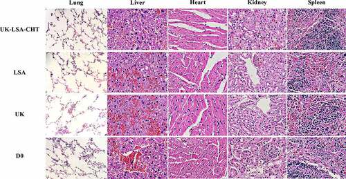 Figure 5. HE staining results of heart, liver, kidney, lung, and spleen for rabbits in each group.