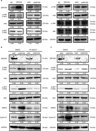 Figure 4 ZNF259 reduced cyclin D1 and MMP2 levels by inhibiting Fak/Akt phosphorylation.