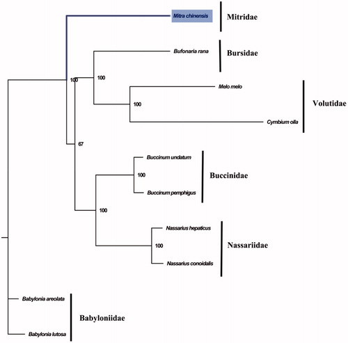 Figure 1. Phylogenetic tree of 10 species in Subclass Caenogastropoda. The complete mitogenomes were downloaded from GenBank and the phylogenic tree based on the concatenated nucleotide sequences of 13 mitochondrial PCGs was constructed by maximum-likelihood method with 100 bootstrap replicates. The bootstrap values were labeled at each branch nodes. The gene's accession number for tree construction is listed as follows: Babylonia areolata (NC_023080), Babylonia lutosa (NC_028628), Melo melo (MN462590), Nassarius conoidalis (NC_041310), Nassarius hepaticus (NC_038169), Buccinum pemphigus (NC_029373), Buccinum undatum (NC_040940), Bufonaria rana (MT408027), and Cymbium olla (NC_013245).