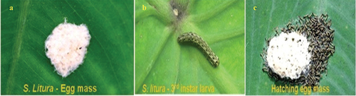 Figure 2. Collection of S. litura from around Mayiladuthurai district.