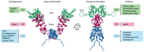 Figure 1 Regulation of Hsp90 conformation by nucleotide binding, its association with cochaperones and the competing modulating influences of inhibitory ligands.