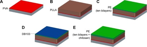 Figure 2 Illustration of the fabrication procedure for PLLA/PE nanofilms on Si wafers.Notes: (A) Deposition of a PVA layer; (B) deposition of a PLLA layer; (C) deposition of ten PE bilayers after oxygen plasma treatment; (D) drug loading; (E) deposition of ten additional bilayers plus a single layer of chitosan.Abbreviations: PE, polyelectrolyte; PLLA, poly(l-lactic acid); PVA, poly(vinyl alcohol); DB103, anti-restenotic drug used in this study.