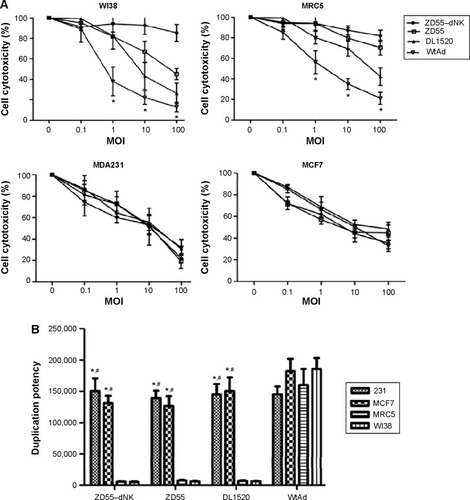 Figure 3 Cell proliferation and duplication potency after transduced with ZD55–dNK in breast carcinoma cells.