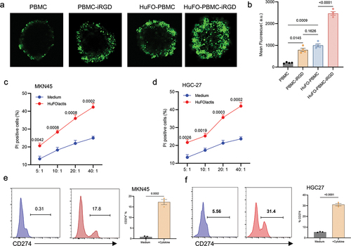 Figure 4. HuFOLactis activated PBMCs modified with iRGD possess superior penetration capacity in MCSs. (a) Representative morphological assessment of HGC27-MCSs was exposed to indicated CFSE stained HuFOLactis activated PBMCs at an effector to target cell ratio (E:T) of 5:1 calculated on the initial number of spheroids inoculated for 6 h before confocal microscopy. (b) Summary of data demonstrates the depth of infiltration of HGC27-MCSs by specific cells over a 6-hour period through quantitative analysis of mean fluorescence intensity (mean ± s.e.m.; n = 4 MCSs per group). (c, d) the cytotoxic reactivity of HuFOLactis activated PBMCs was measured using CFSE/PI cytotoxicity assay, the target cells were MKN45 and HGC27, respectively (mean ± s.e.m.; n = 3 cell cultures per group). (e, f) Flow cytometry was used to assess PD-L1 expression after 48 hours of culturing the MKN45 and HGC27 cell lines with HuFOLactis activated PBMCs, at an E: T ratio of 20:1 (mean ± s.e.m.; n = 3 cell cultures per group). For experiments B, data were analyzed by one-way ANOVA coupled with Tukey’s multiple-comparisons test. For experiments C and D, Data were analyzed by two-way ANOVA coupled with Tukey’s multiple-comparisons test. For experiments E and F, Data were analyzed by two-sided unpaired t-test. Three independent experiments were conducted with PBMCs from three donors, with four MCSs or three cell cultures per group in each experiment. A representative result is shown from one of the three independent experiments.