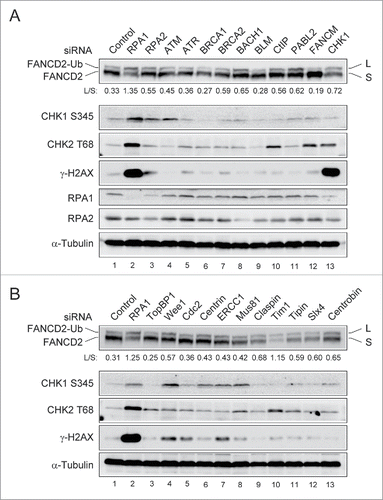 Figure 1. Identification of siRNA target inducing spontaneous genome instability and FANCD2-Ub. (A-B) U2OS cells were transfected with siRNAs targeting cell cycle and DNA repair genes. 72 hr after transfection, whole-cell lysates were prepared and immunoblotted using indicated antibodies. The levels of L (monoubiquitinated) and S (non-ubiquitinated) isoforms of FANCD2 were quantified using ImageJ software and are expressed as the L: S ratio below each sample.