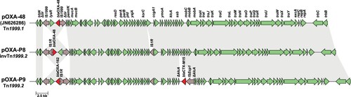 Figure 4. Plasmid variants of pOXA-48 found in two P. mirabilis isolates. Grey arrows = mobile genetic elements, red arrows = antibiotic resistance genes, green arrows = other genes or open reading frames. Unlabelled arrows indicate genes coding for hypothetical proteins.