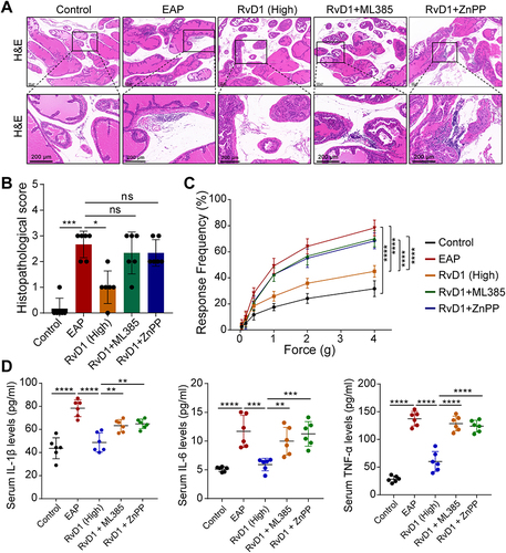 Figure 6 Pretreatment with ML385 or ZnPP reversed the anti-inflammatory effect of RvD1. (A) H&E showed increased inflammatory cell infiltration in prostate tissue in mice pretreated with ML385 or ZnPP compared with RvD1-treated mice. (B) The histopathological scores of mice subjected to different treatments. (C) Pain response frequency to mechanical stimulation of mice subjected to different treatments. (D) Enzyme-linked immunosorbent assays (ELISAs) were performed to measure the IL-1β, IL-6, and TNF-α levels in the serum of mice subjected to different treatments. The data are shown as the mean ± SD and were analyzed by Kruskal–Wallis non-parametric test (B), or two-way ANOVA analysis (C), or one-way ANOVA analysis (D). “ns” indicates P > 0.05; *P < 0.05; **P < 0.01; ***P < 0.001; ****P < 0.0001.