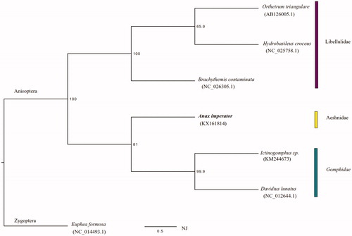 Figure 1. Neighbour-Joining Tree of A. imperator within all available anisopteran odonate species (03 May 2016): Orthetrum triangulare (AB126005.1), Hydrobasileus croceus (NC_025758.1), B. contaminata (NC_026305.1), Ictinogomphus sp. (KM244673) and Davidius lunatus (NC_012644.1). The phylogeny was reconstructed based on 13 mitochondrial protein-coding genes via Paup with 1000 bootsrap replicates and Euphea formosa (NC_014493.1) as an outgroup.