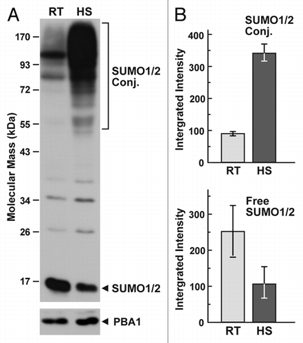 Figure 1 Effect of heat stress on the levels of free SUMO and SUMO conjugates in Arabidopsis. (A) Profile of SUMO conjugates in seedlings before and after heat stress. Seven-day-old seedlings were grown at 24°C, exposed to 37°C for 30 min, and then returned to 24°C for 30 min before harvest. Crude protein extracts were subjected to SDS-PAGE and immunoblot analysis with anti-SUMO1 antibodies. Levels of the proteasome subunit PBA1 were used to confirm equal loading. HS, heat-stressed seedlings. RT, seedlings not exposed to heat stress. (B) Quantification of high molecular mass SUMO conjugates and free SUMO. Levels of each fraction were quantified by densitometric scanning of the immunoblot membranes probed with anti-SUMO1 antibodies. Error bars represent the standard deviation of three independent heat-stress experiments.