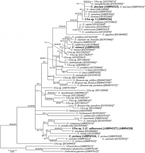 Fig. 1. ML tree of Ulva based on rbcL sequences. Bootstrap values are indicated at branches (ML/MP/NJ). A bootstrap value of 100% is represented by *, while that below 50% is represented by -. Samples sequenced in this study are shown in bold. 1Blomster et al. (Citation1999). 2Tan et al. (Citation1999). 3Hayden et al. (Citation2003). 4Shimada et al. (Citation2003). 5Hiraoka et al. (Citation2004a). 6Hayden & Waaland (Citation2004). 7Loughnane et al. (Citation2008). 8Heesch et al. (Citation2009). 9Ichihara et al. (Citation2009). 10O’Kelly et al. (Citation2010). 11Kraft et al. (Citation2010). 12Mareš et al. (Citation2011).13Horimoto et al. (Citation2011). 14Ichihara et al. (Citation2013).