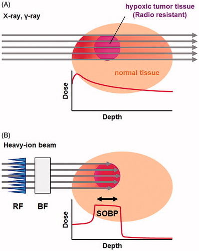 Figure 1. Difference in dose distribution between photon irradiation and heavy-ion beam irradiation. (A) Schematic drawing of the geometry of photon irradiation and dose distribution. (B) Schematic drawing of heavy-ion beam irradiation and dose distribution. The range and position of the spread-out Bragg peak (SOBP) was adjusted on the target tissue using a ridge filter (RF) and binary filter (BF). The thickness of the RF determines the SOBP thickness. The thickness of BF determines the depth of the total beam end, i.e. the SOBP can be shifted by changing the BF thickness.