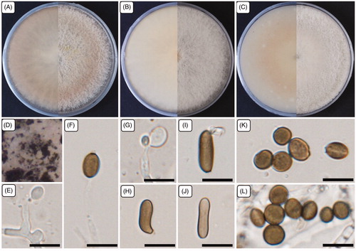 Figure 1. Cultural and morphological characteristics of 17E-042. (A) Colonies were grown on potato dextrose agar; (B) Malt extract agar; (C) Oatmeal agar at 25 °C for 7 days, reverse and obverse side view, respectively. (D) Colonies on oatmeal agar; (E–G) Conidiogenous cells give rise to conidia; (H–J) Sterile cells; (K–L) Conidia. Scale bars: E–L = 10 μm.