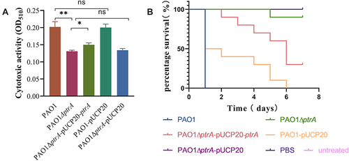 Figure 7 PtrA is crucial for PA virulence. (A) Cytotoxicity assay. (B) Galleria mellonella experiments. ns, not statistically significant, *P < 0.05, and**P < 0.01 via Student’s t-test. The results are expressed as mean ± SD, and the data represent a minimum of 3 individual experiments.