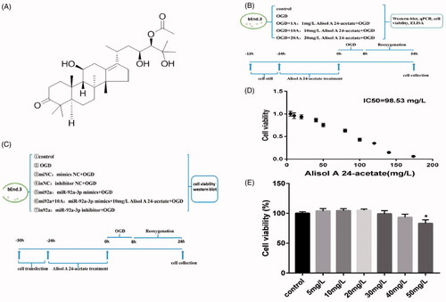 Figure 1. Cell viability after alisol A 24-acetate treatment. (A) Molecular structure of alisol A 24-acetate. (B, C) Experimental designs are displayed in panels (B) and (C). (D) Alisol A 24-acetate had an IC50 of 98.53 mg/L. (E) Cell viability after alisol A 24-acetate measured using the CCK-8 assay. Results are presented as means ± standard deviation (SD) (n = 6).