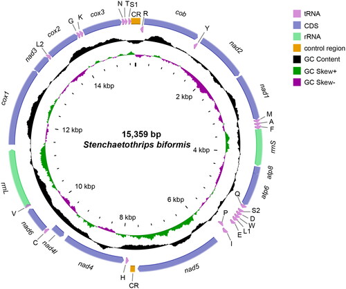Figure 2. The circular complete mitochondrial genome map of S. biformis. The gene transcriptional direction as indicated by the arrow direction. This figure was plotted by CGView online server (https://proksee.ca/).