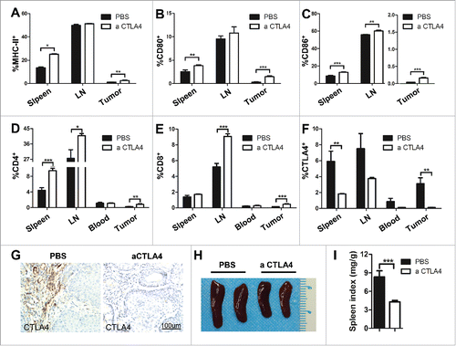 Figure 6. CTLA4 blockade improved T cell effector function in Tgfbr1/Pten 2cKO mouse HNSCC model. (A–C) Frequencies of MHC-II+(A), CD80+(B) and CD86+(C) cell population from mice spleen, draining lymphocyte node (LN) and tumor tissue with aCTLA4 and PBS treatment were summarized by flow cytometry. (t test, *p < 0.05; **p < 0.01; ***p < 0.001). (D–F) Quantification the percentage of CD4+(D) , CD8+(E), and CTLA4+(F) cell population from mice spleen, LN and tumor tissue with aCTLA4 and PBS treatment by flow cytometry. (t test, *p < 0.05; **p < 0.01; ***p < 0.001). (G) Immunohistochemistry was conducted on mice bearing tumor with or without aCTLA4 treatment for CTLA4 protein expression. Scale bar, 100 μm. (H) Representative photos of spleen from mice with or without aCTLA4 treatment were shown. (I) Spleen index (spleen weight: body weight ratio) was calculated in aCTLA4 and PBS treatment group (t test, ***p < 0.001).