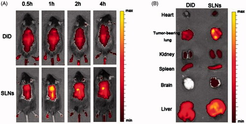 Figure 5. In vivo fluorescence images of SLNs in mice and mature SLN levels in the tumor-bearing lungs. (A) Time-dependent intensity images of the fluorescence distribution in the mice. (B) In vivo fluorescence images of major organs at 2 h after injection of SLNs.