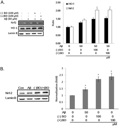 Figure 3.  Effect of borneol on HO-1 and Nrf2 expression in Aβ1–42 treated SH-SY5Y cells. (A) The cells were treated with 100 µM borneol for 30 min before 50 µM of Aβ1–42 treatment for 16 h and then measured for HO-1 and Nrf2 translocation by immunoblotting. (B) The cells were treated with 100 µM of (−), (+) borneol or 50 µM of Aβ1–42 for 16 h and then measured for Nrf2 translocation by immunoblotting. The intensity of the protein bands was quantitated by densitometry and normalized versus lamin B. The data are expressed as mean ± SEM of three experiments. *P < 0.05 vs. Aβ only.