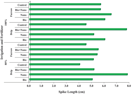 Figure 7. Combine Effect of irrigation method and fertilizer type on spike length (cm).