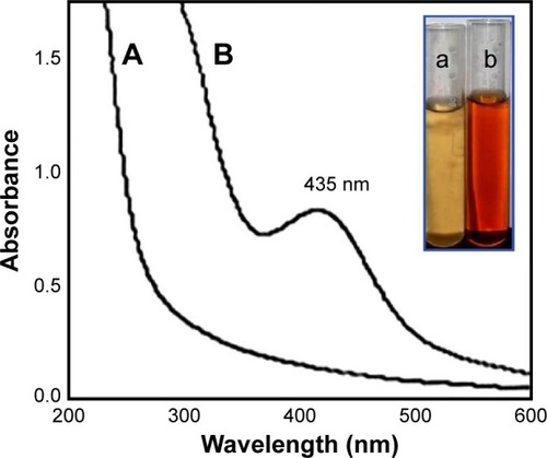 Figure 2 (A) UV-Vis spectra of aqueous fungal culture filtrate and (B) biosynthesized AgNPs showed the peak at 435 nm.Notes: Inset shows (a) aqueous fungal culture filtrate and (b) colloidal solution of AgNPs.Abbreviations: AgNPs, silver nanoparticles; UV-Vis, ultraviolet-visible.
