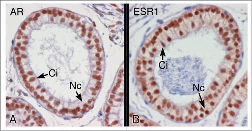 Figure 3. Androgen receptor (AR) and estrogen receptor-α (ESR1) protein in the efferent ductule epithelium of the hamster. (A) AR protein shows intense nuclear staining in both ciliated (Ci) and nonciliated (Nc) cells of the proximal efferent ductule epithelium. (B) ESR1 protein also shows intense nuclear staining in ciliated (Ci) and nonciliated (Nc) cells of the proximal efferent ductule epithelium.