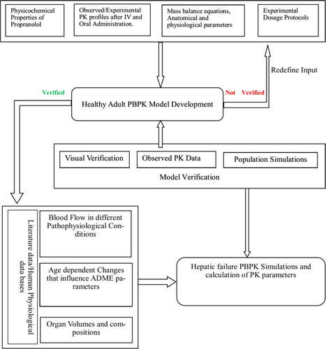 Figure 1 General workflow of the development of propranolol PBPK model in healthy and cirrhotic populations.