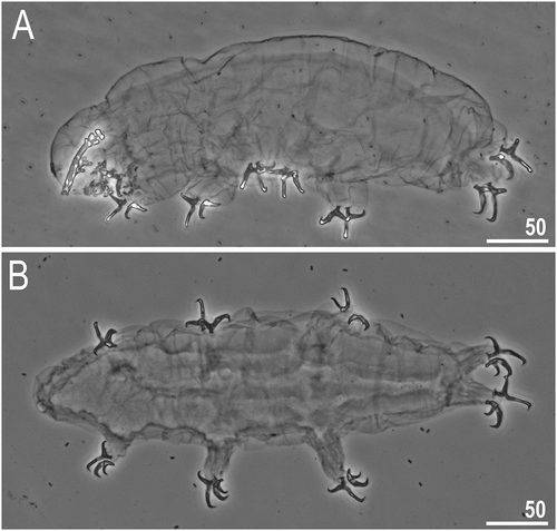 Figure 2. Dastychius improvisus, (additional material, exoskeletons): (a) lateral projection of the entire animal with bucco-pharyngeal apparatus (first exoskeleton); (b) dorso-ventral projection of the entire animal (second exoskeleton). All PCM. Scale bars in µm