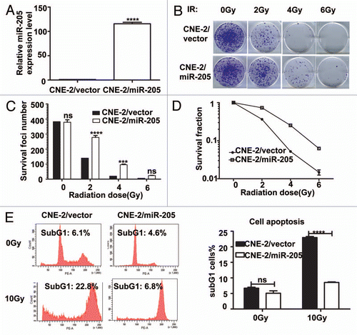 Figure 3 Expression of miR-205 in radio-sensitive cells leads to IR resistance. (A) miR-205 overexpression in CNE-2 cells. CNE-2 cells were transfected with miR-205 expressing vector. Expression of miR-205 was quantitated by q-RTPCR. Expression of miR-205 in the transduced cells was assessed by qRT-PCR with U6 RNA as an internal control. (B) CNE-2 overexpressing miR-205 becomes more IR resistant. Indicated miR-205-overexpressing CNE-2 cells were plated in triplicate and exposed to a range of IR doses (0–6 Gy). The forci-formation was indicated. (C) miR-205-overexpressing CNE-2 cells have induced numbers of forci formation. The numbers of foci-formation were presented as bar graphs. (D) miR-205-overexpressing CNE-2 cells have increased survival fraction. Survival fractions were calculated as described above based on the data from experiments in (C). (E) miR-205-overexpressing CNE-2 cells is resistant to IR-induced cell death. Indicated cells were treated with or without 10 Gy IR and the cells were stained with PI and the percentage of sub-G1 cells was measured by flow cytometry in three independent experiments. The percentage of sub G1 cells was presented as bar graphs.