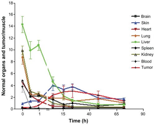 Figure 5B Normalized biodistribution of 14C-labeled paclitaxel in Taxol® in nude mice with SKOV-3 xenografts (organs/muscle).The ratio of liver/muscle showed higher levels for 6 hours post injection, but decreased rapidly at later time points. The ratio of skin/muscle kept increasing to a plateau at 6 hours post injection, and decreased after 24 hours. This was even higher than the ratio of tumor/muscle most of the time, and was only around 3.5-fold at its peak.