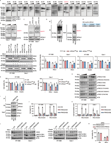 Figure 4. Phosphorylation of HPCAL1 is required for ferroptosis. (a) Western blot analysis of protein expression using a commercial KinomeView Profiling Kit in HT-1080 cells following treatment with RSL3 (0.5 μM) for increasing time periods (3, 6, and 9 h). Ab#1: phospho-AKT substrate (110B7E); Ab#2: phospho-AKT substrate (23C8D2); Ab#3: phospho-(Ser/Thr) AMPK substrate (P-S/T2-102); Ab#4: phospho-(Ser) ATM/ATR substrate (D23 H2/D69H5); Ab#5: phospho-(Ser/Thr) ATM/ATR substrate (S*/T*QG) (P-S/T2-100); Ab#6: phospho-(Ser) CDK substrate (P-S2-100); Ab#7: phospho-(Ser/Thr) CSNK2/CK2 substrate (P-S/T3-100); Ab#8: phospho-MAPK/CDK substrate (34B2); Ab#9: phospho-(Ser/Thr) PDK1 docking motif (18A2); Ab#10: phospho-PRKA/PKA substrate (100G7E); Ab#11: phospho-(Ser) PRKC/PKC substrate (P-S3-101); Ab#12: phospho-(Thr) PLK binding motif (D73 F6); Ab#13: phospho-Thr-Pro motif; Ab#14: phospho-Thr-Pro-Glu (C32 G12); Ab#15: phospho-Thr-X-Arg motif; Ab#16: phospho-tyrosine (P-Tyr-1000). (b) Western blot analysis of protein expression using Ab#11 antibodies in Calu-1 and PANC1 cells following treatment with RSL3 (0.5 μM) for increasing time periods (3, 6, and 9 h). (c) Western blot analysis of protein expression using Ab#11 antibodies in control and HPCAL1-knockdown (HPCAL1 KD1) HT-1080 and Calu-1 cells following treatment with 0.5 μM RSL3 for 6 h. (d) Immunoprecipitation (IP) analysis of PRKC/PKC motif-containing proteins in HT-1080 cells following treatment with RSL3 (0.5 μM) for 4 h. IB, immunoblot. (e) Prediction of PRKC/PKC motif in human HPCAL1 protein. (f) Western blot analysis of the indicated protein expression in control or wild-type HPCAL1 (HPCAL1 OE)- or T149A mutated (HPCAL1T149A OE)-overexpressing HT-1080 and Calu-1 cells following treatment with RSL3 (0.5 μM, 6 h) or erastin (5 μM, 12 h). (g) Cell viability of the indicated HT-1080 or Calu-1 cells following treatment with RSL3 (0.1 μM) or erastin (1 μM) for 24 h (n = 3 biologically independent samples; two-way ANOVA with Tukey’s multiple comparisons test; data are presented as mean ± SD). (h) Western blot analysis of the indicated protein expression in HT-1080 or Calu-1 cells following treatment with RSL3 (0.5 μM) for increasing time periods (2, 4, and 6 h). (i) Immunoprecipitation (IP) analysis of PRKCQ-binding proteins in HT-1080 and Calu-1 cells following treatment with RSL3 (0.5 μM) or staurosporine (0.5 μM) for 4 h. IB, immunoblot. (j) Analysis of cell death in control and PRKCQ-knockdown (PRKCQ KD) HT-1080 and Calu-1 cells following treatment with RSL3 (0.5 μM) or erastin (5 μM) for 24 h (n = 3 biologically independent samples; *P < 0.05 versus control shRNA group; two-way ANOVA with Tukey’s multiple comparisons test; data are presented as mean ± SD). (k) Control and PRKCQ-knockdown (PRKCQ KD) HT-1080 and Calu-1 cells were treated with RSL3 (0.5 μM, 4 h) or erastin (5 μM, 6 h). The level of lipid peroxidation in cells was assessed with C11-BODIPY 581/591 (n = 3 biologically independent samples; *P < 0.05 versus control shRNA group; two-way ANOVA with Tukey’s multiple comparisons test; data are presented as mean ± SD). (l) Western blot analysis of the indicated protein expression in control and PRKCQ-knockdown (PRKCQ KD) HT-1080 and Calu-1 cells following treatment with RSL3 (0.5 μM, 6 h) or erastin (5 μM, 12 h). (m) Cell viability of indicated Calu-1 cells following treatment with RSL3 (0.5 μM) for 24 h (n = 3 biologically independent samples; data are presented as mean ± SD).