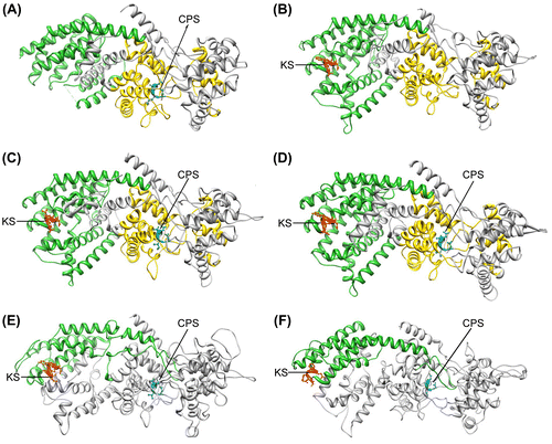 Figure 4. Three-dimensional structures of all the investigated polypeptides. (A) Arabidopsis thaliana ent-copalyl diphosphate synthase (AtCPS), (B) Arabidopsis thaliana ent-kaurene synthase (AtKS), (C) Abies grandis abietadiene synthase (AgAS), (D) Physcomitrella patens ent-kaurene synthase (PpCPS/KS), (E) Gibberella fujikuroi ent-kaurene synthase (GfCPS/KS) and (F) Phaeosphaeria sp. L487 ent-kaurene synthase (PspCPS/KS). In all cases, green region represents metal binding domain, yellow region represents N-terminal region (absent in E and F), red region is aspartate-rich motif with KS activity and blue region represents aspartate-rich motif with CPS activity.