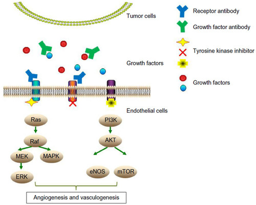 Figure 1 Diagram depicting the key antiangiogenic approaches and the mechanisms of action of antiangiogenic agents.