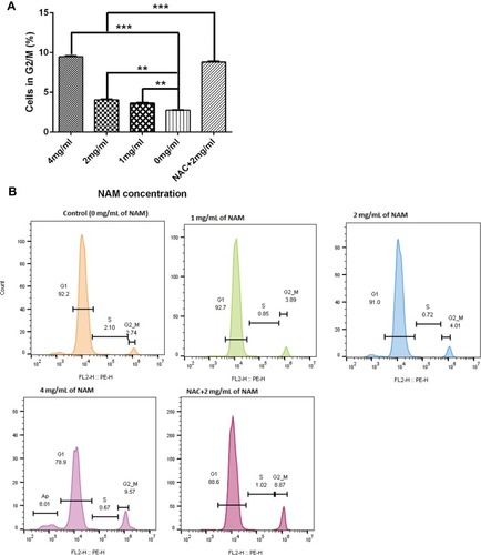 Figure 6 Nicotinamide treatment induces cell cycle arrest at G2/M for fibroblasts (***p≤0.001, **p≤0.01). (A) The proportion of cells in G2M phase after NAM treatment and (B) Represents flow cytometric analysis results of cellular phases with the indicated concentrations of nicotinamide.