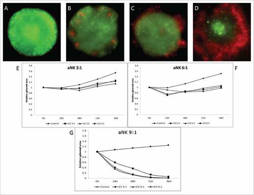 Figure 4. The e:t Ratio determines the cytotoxic effect of activated NK cells. A representative experiment from at least three experiments performed with 3 different donors is shown (A, B, C and D) Fluorescent images of HCT116 cells (green) and NK cells (red) in different e:t ratio after 96 hours of co-culture. (E, F and G) Relative area progression of the spheroids after treatment with different e:t ratio of activated NK cells from 3 different donors. (B and E) correspond to a 3:1 ratio of activated NK cells, (C and F) shows results obtained from the treatment of NK cells at a 6:1 ratio. (D and G) describe the 9:1 ratio activated aNK cell cytotoxic response.