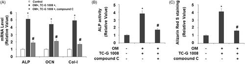 Figure 7. Treatment with the AMPK inhibitor compound C suppressed the effects of TC-G 1008 on the differentiation and mineralization of MC3T3-E1 cells. Cells were incubated with osteogenic medium (OM) and TC-G 1008 (10 μM) with or without compound C (10 μM) for 14 days. (A) mRNA levels of ALP, OCN, and Col-I; (B) ALP activity; (C) Alizarin Red S staining (*, #, p < .01).